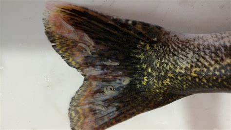 Worms on Walleye .